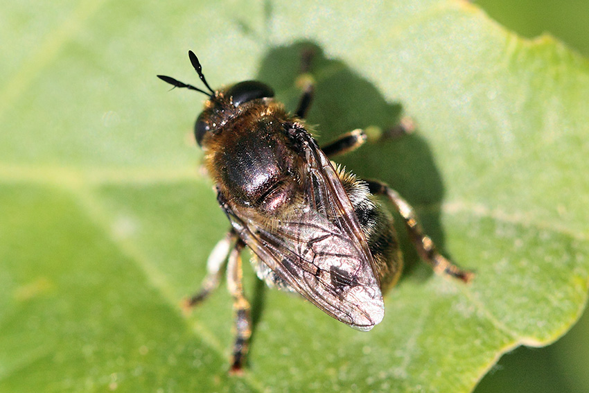 Microdon cfr mutabilis (Syrphidae)